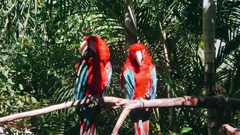 Exotic Tropical Parrots Perched on Tree Branch - Vibrant Birds in Nature 스톡 동영상 295665176