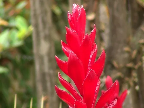 Exotic Tropical Red Flower Close Up Stock Footage 101211671