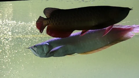 melanistic arowana