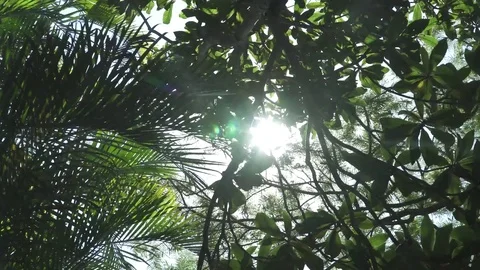 Exotic tropical trees with sun shine at Sugar Loaf Rio de Janeiro, Brazil. Vídeos de archivo 79447142