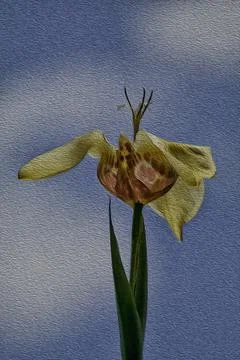 Exotic Tulip, Stock Photos