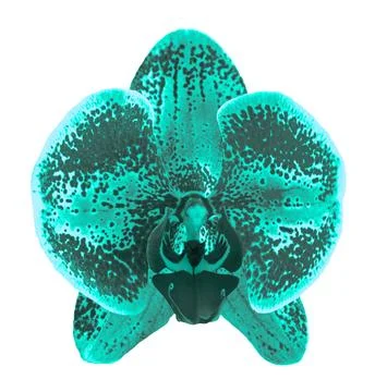 Exotic turquoise iris flower Stock Illustration