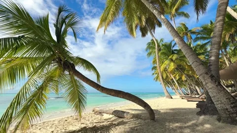 Exotic unique palm tree on a tropical natural beach Stock Footage 297612675