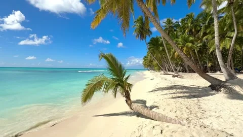 Exotic unique palm tree on a tropical natural beach Stock Footage 297612772