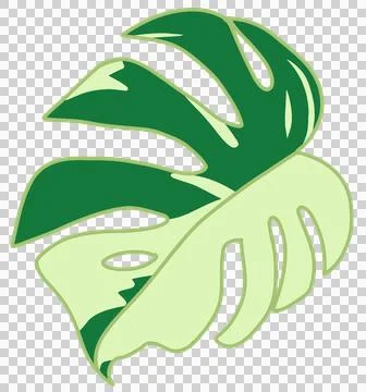 Exotic variegated monstera leaf flat design, green botanical element Stock Illustration