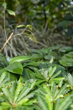 Exotic vegetation Stock Photos