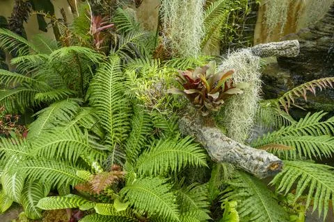 Exotic vegetation Stock Photos