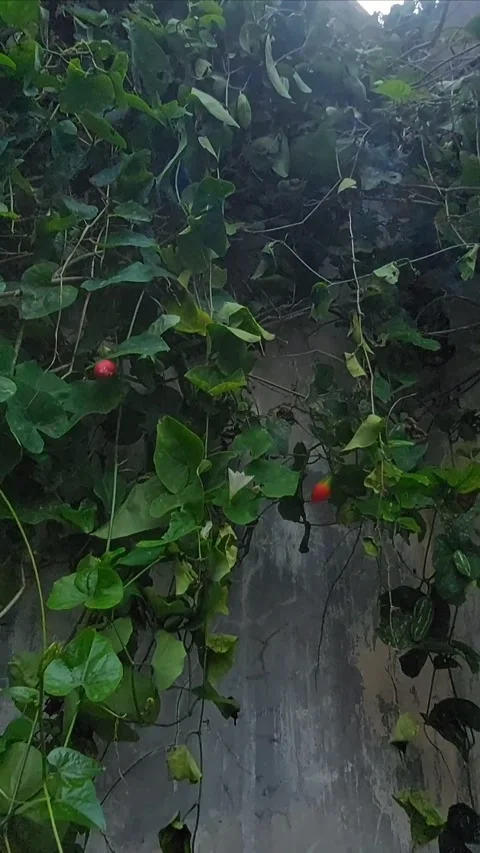 Exotic View, Vertical Видео 297607303