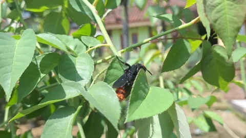 Exotic Wasp-Mimic Moth Resting on Green Leaves Stock Footage 317106671