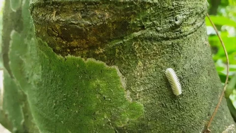 Exotic white grub crawls on tree trunk covered with lichen, Muang Ngoi, Laos Vídeos de archivo 80920340