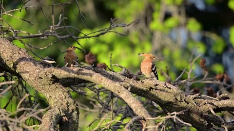 Exotic Wild Eurasian Hoopoe Bird Pair Sitting On Old Woodland Perch In Summer Stock Footage 337182482