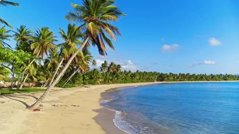 An exotic, wild, palm-lined beach in the Dominican Republic on a sunny day. Stock Footage 327833030