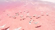 Exotic Wildlife Pink Salt Lake Inhabitants Seagull Stock Footage
