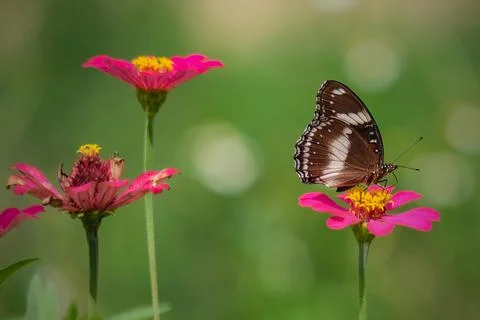 Exotic wing color pattern of lime butterfly Foto stock