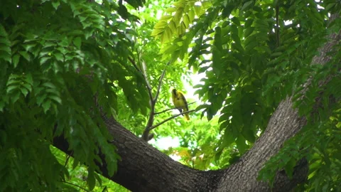 EXOTIC YELLOW BIRD AT THE TREE Stock Footage 132937886