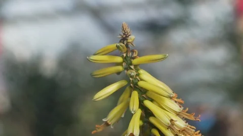 Exotic yellow flower Stock Footage 97923293
