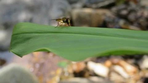 Exotic Yellow Fly Stock Photos