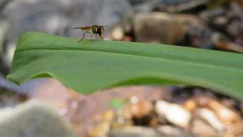 Exotic Yellow Fly Fotos Stock
