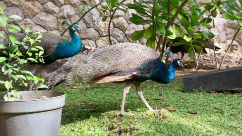 Exotic Young Blue Peacock Foraging and Walking in Aviary Footage 4K Stock Footage 336716065