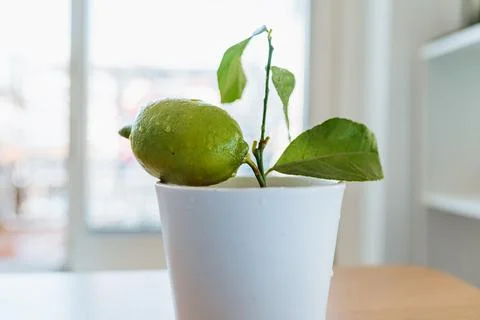 Exotics on windowsill, grown citrus lemon in flowerpot with fruit Фото
