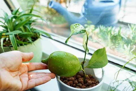 Exotics on windowsill, grown citrus lemon in flowerpot with fruit Photos