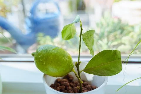 Exotics on windowsill, grown citrus lemon in flowerpot with fruit Stock-Fotos
