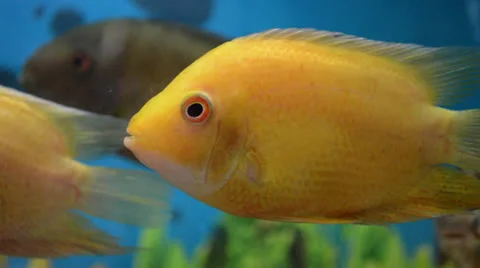 Exotik Fish Stock Footage 23616592