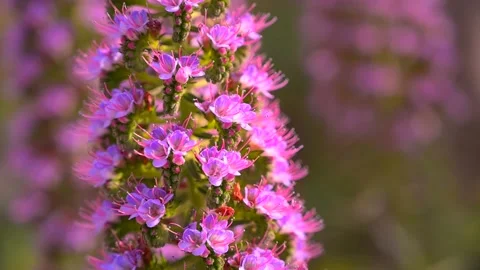 Exotique Pink Flowers Stock Footage 172569853