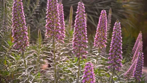 Exotique Pink Flowers Stock Footage 172569935