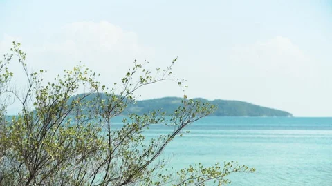 Expand Branch of tree blowing with blue sea and sky, island in background Stock Footage 128676010