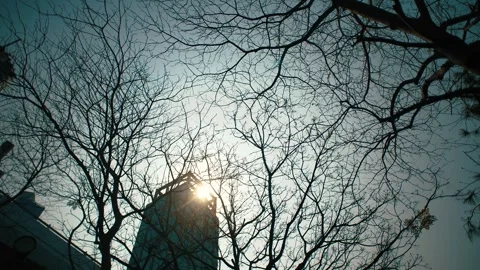 Expand of Branches of tree in summer day, flare sunlight from building Stock Footage 245486170