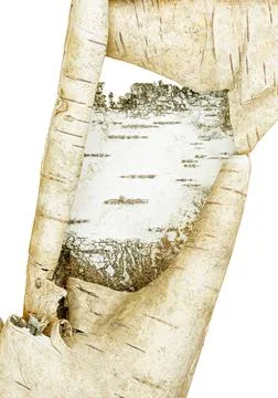 Expanded birchen bark scroll isolated on white. Tree bark texture Stock Photos