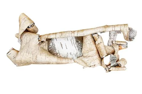 Expanded birchen bark scroll isolated on white. Tree bark texture Stock Photos