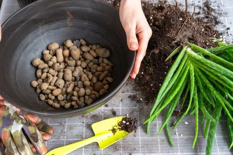 Expanded clay granules for drainage of root system water at the bottom of t.. Stockfoto's