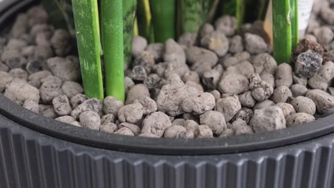 Expanded clay pebbles surrounding green houseplant in pot Stock Footage 336127216