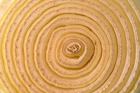 Expanded cross section of dried onion. Foto stock