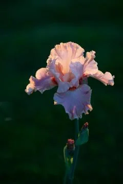 Expanded light brown cappuchino iris in the soft warm sunset light Foto stock