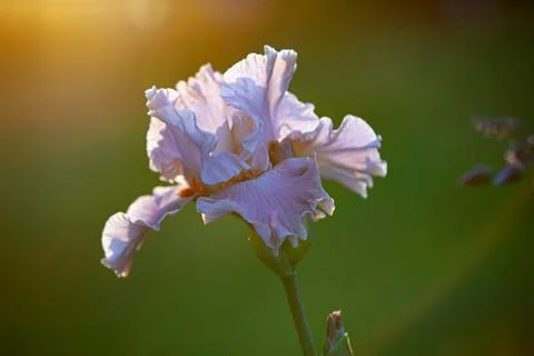 Expanded light brown cappuchino iris in the soft warm sunset light Stock Photos