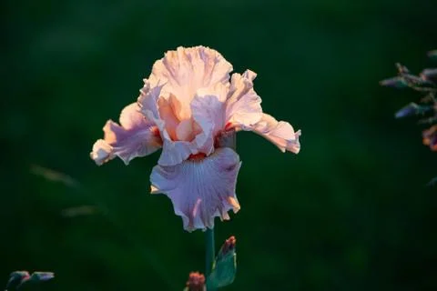 Expanded light brown cappuchino iris in the soft warm sunset light Foto stock