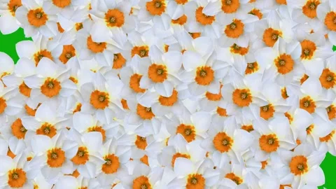 Expanding Daffodil flowers motion graphics with green screen background Stock Footage 321463957