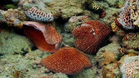 Expanding Disc-Shaped Colonies Surrounded by Encrusting Growth Video stock 342311848