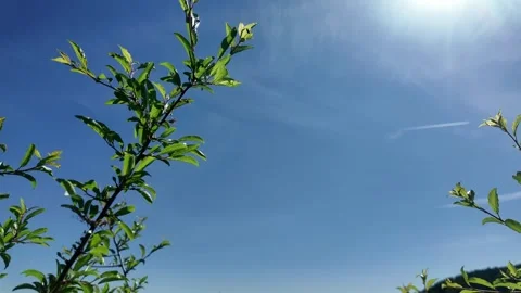 Expanding Horizons – From Hedge to Open Landscape Stock Footage 309792702