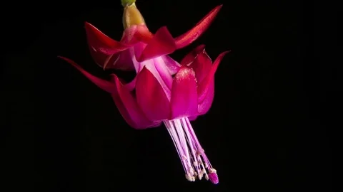 Expands red cactus flower Schlumbergera on a black background. Stock Footage 73290061
