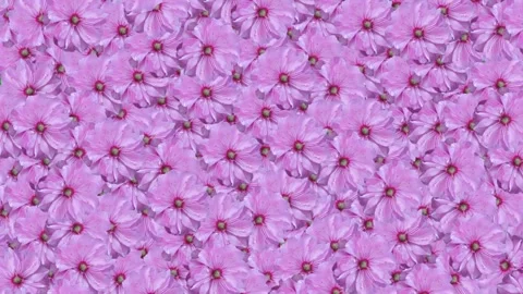 Expannding cherry flowers motion graphics with green screen background Stock Footage 320621500