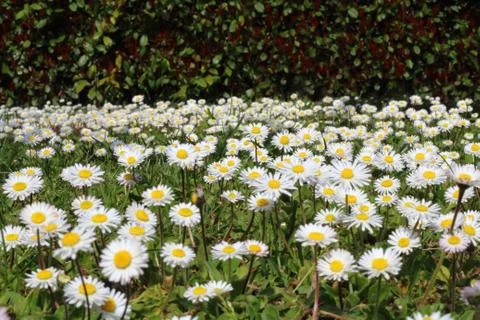 Expanse of daisy Stock Photos