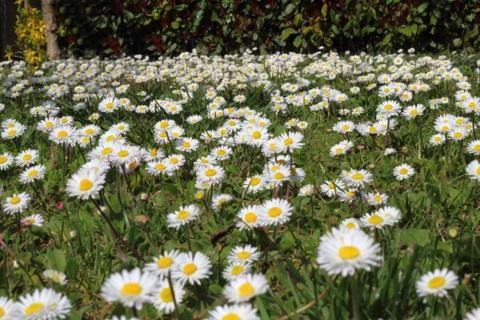 Expanse of daisy Foto stock