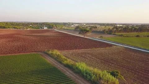 Expanse of FIELDS with a large TREE and a cyclist Stock Footage 202122911