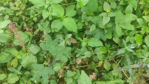 Expanse of grass 動画素材 220320172