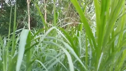The expanse of green grass grows thickly. Stock Footage 323613772