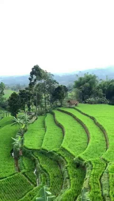 Expanse of green refreshing view Stock Footage 235196710